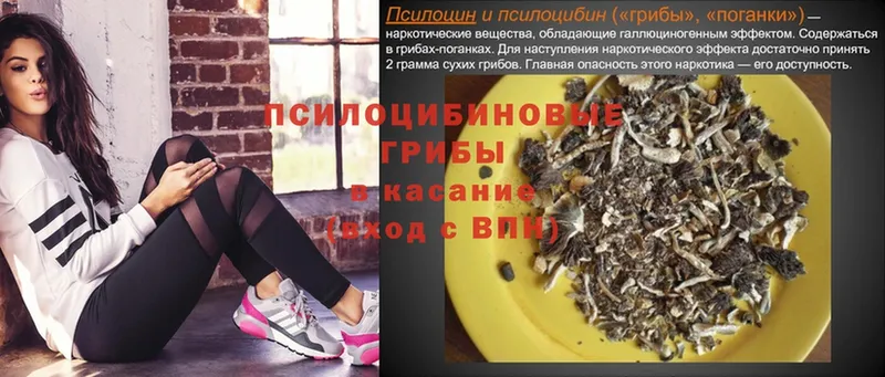 Псилоцибиновые грибы GOLDEN TEACHER  Томск 